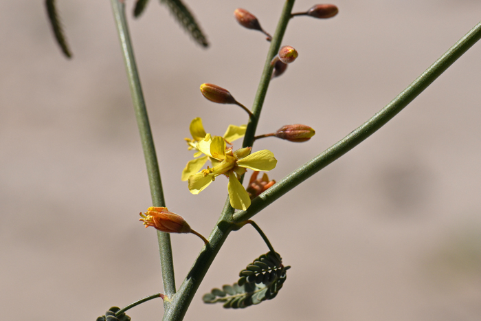 Wand Holdback has yellow flowers with red streaking that blooms from March to October in Arizona and April in California. Hoffmannseggia microphylla 